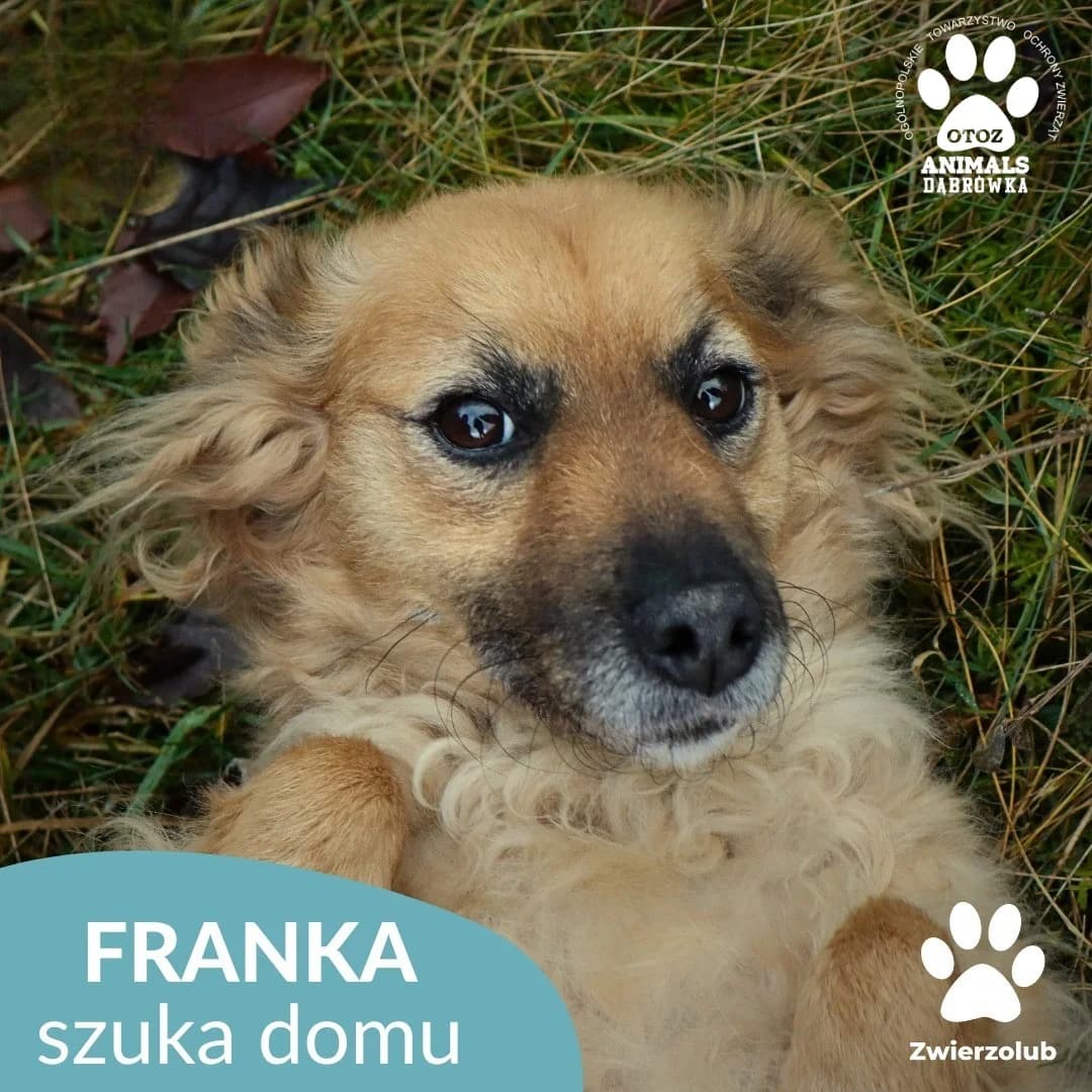 Schronisko dla zwierząt w Dąbrówce,  4yo Mixed Breed for adoption at Schronisko dla Bezdomnych Zwierząt w Dąbrówce
