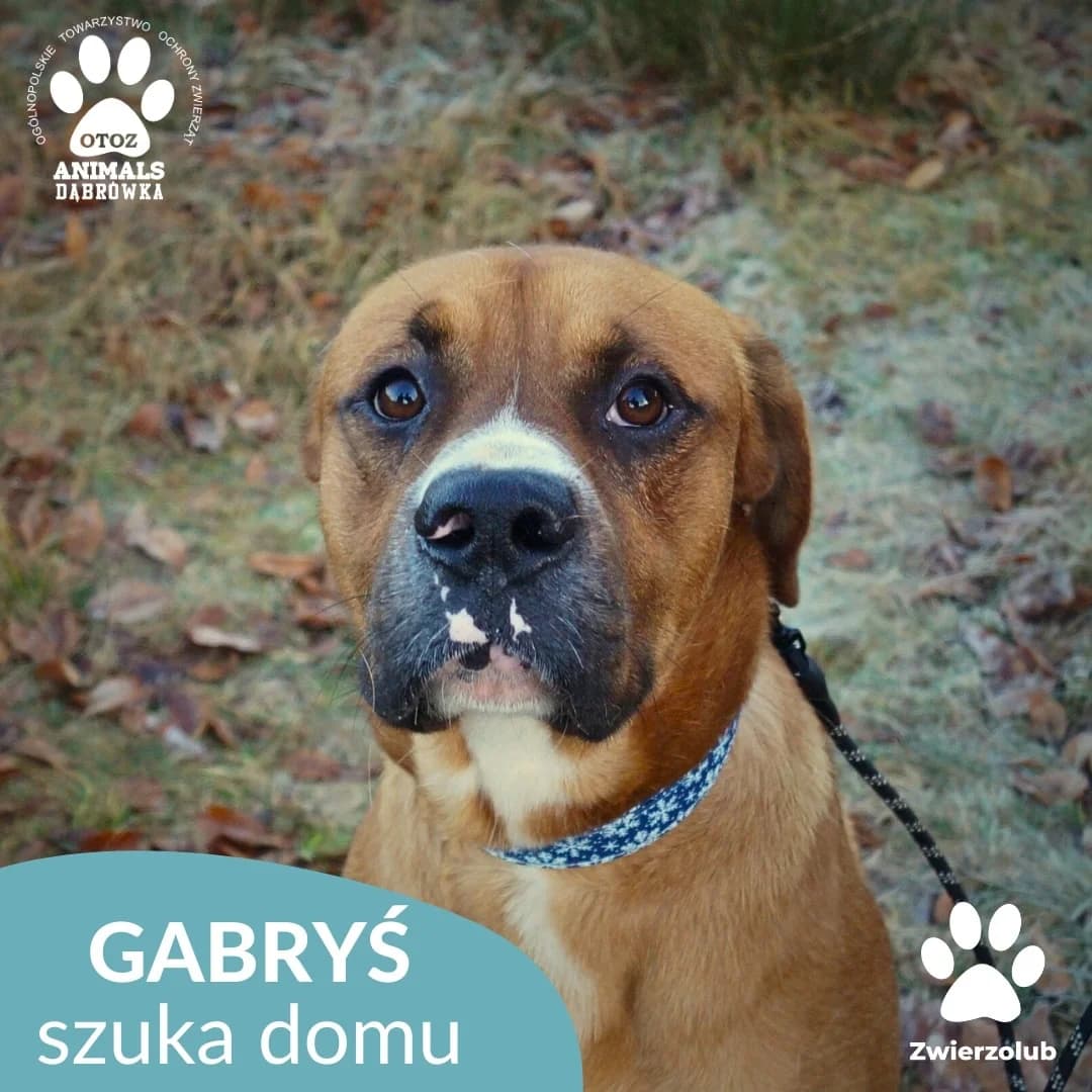 Schronisko dla zwierząt w Dąbrówce, male young Mixed Breed for adoption at Schronisko dla Bezdomnych Zwierząt w Dąbrówce