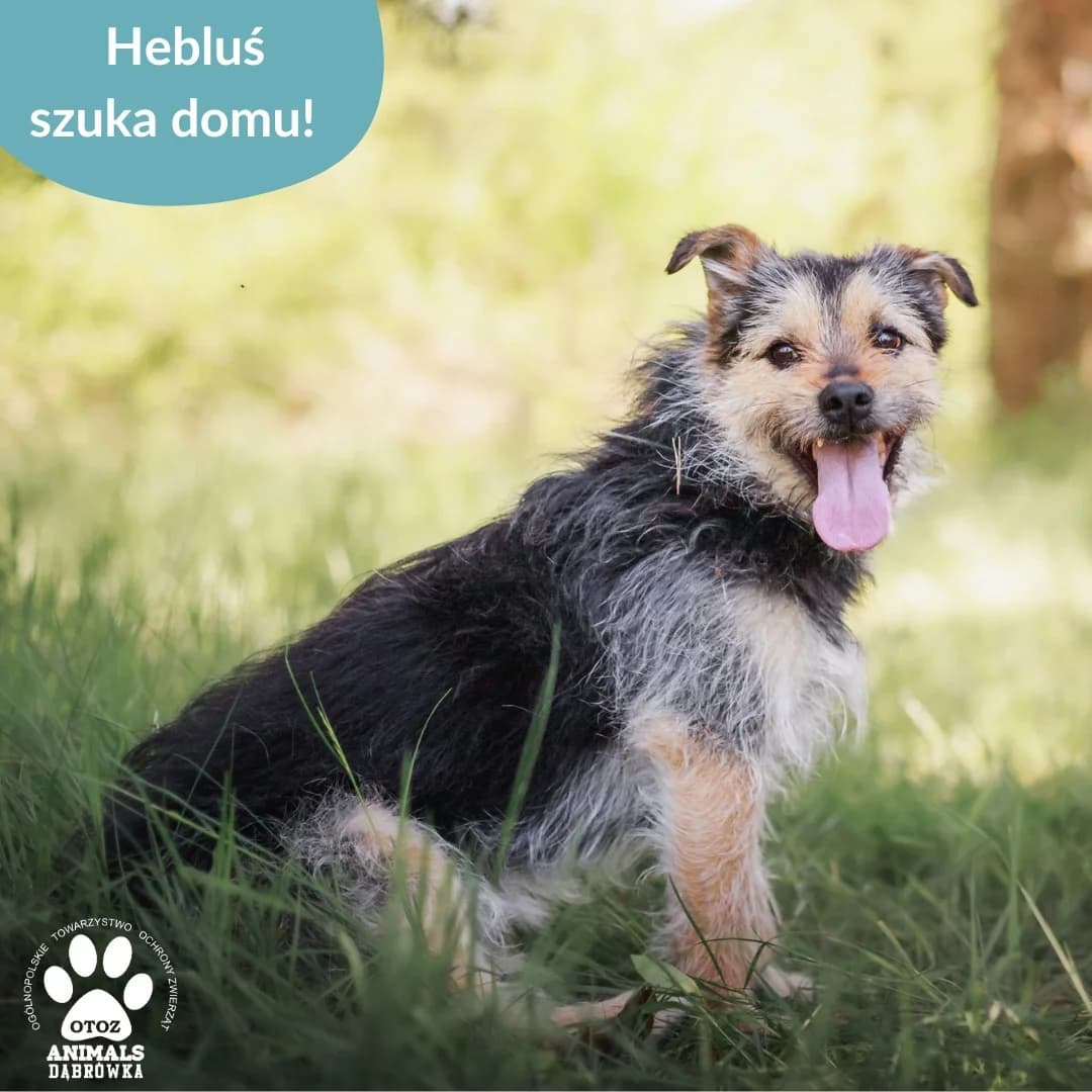 Hebluś, Mixed Breed (OTOZ Dabrowka)