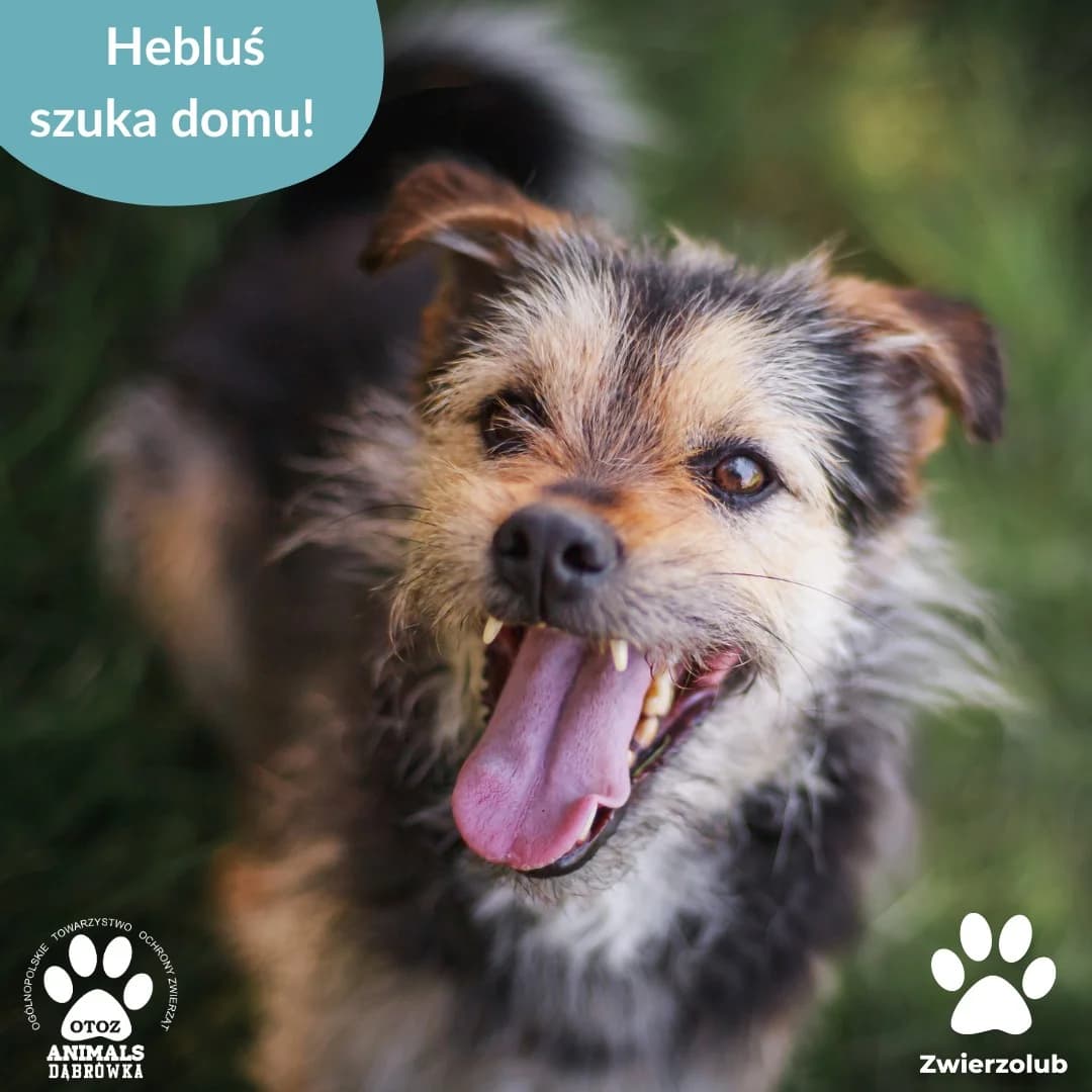 Hebluś,  Mixed Breed for adoption at OTOZ Dabrowka, Dąbrówka