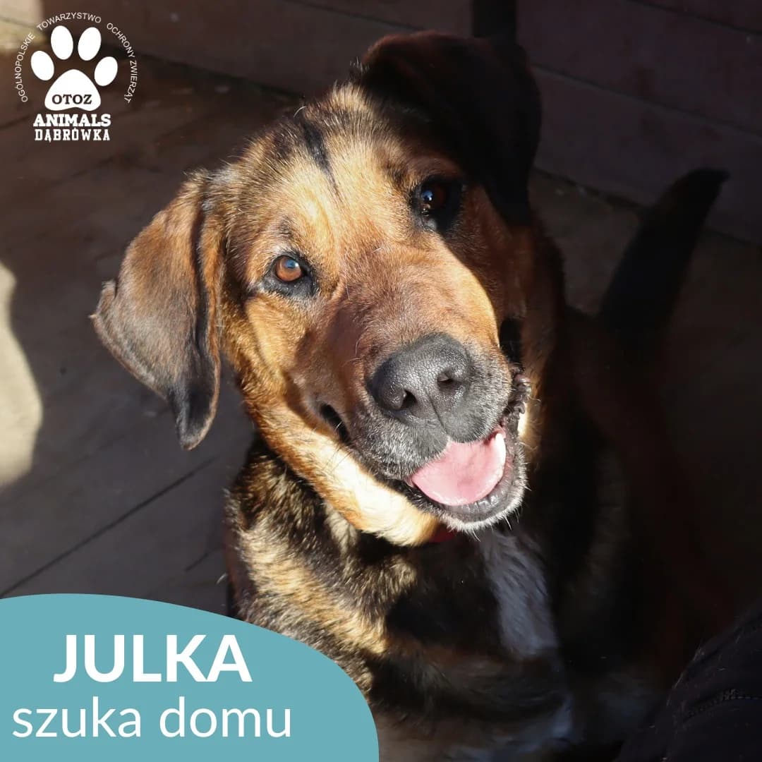 Julka, Mixed Breed for adoption at OTOZ Dabrowka, Dąbrówka