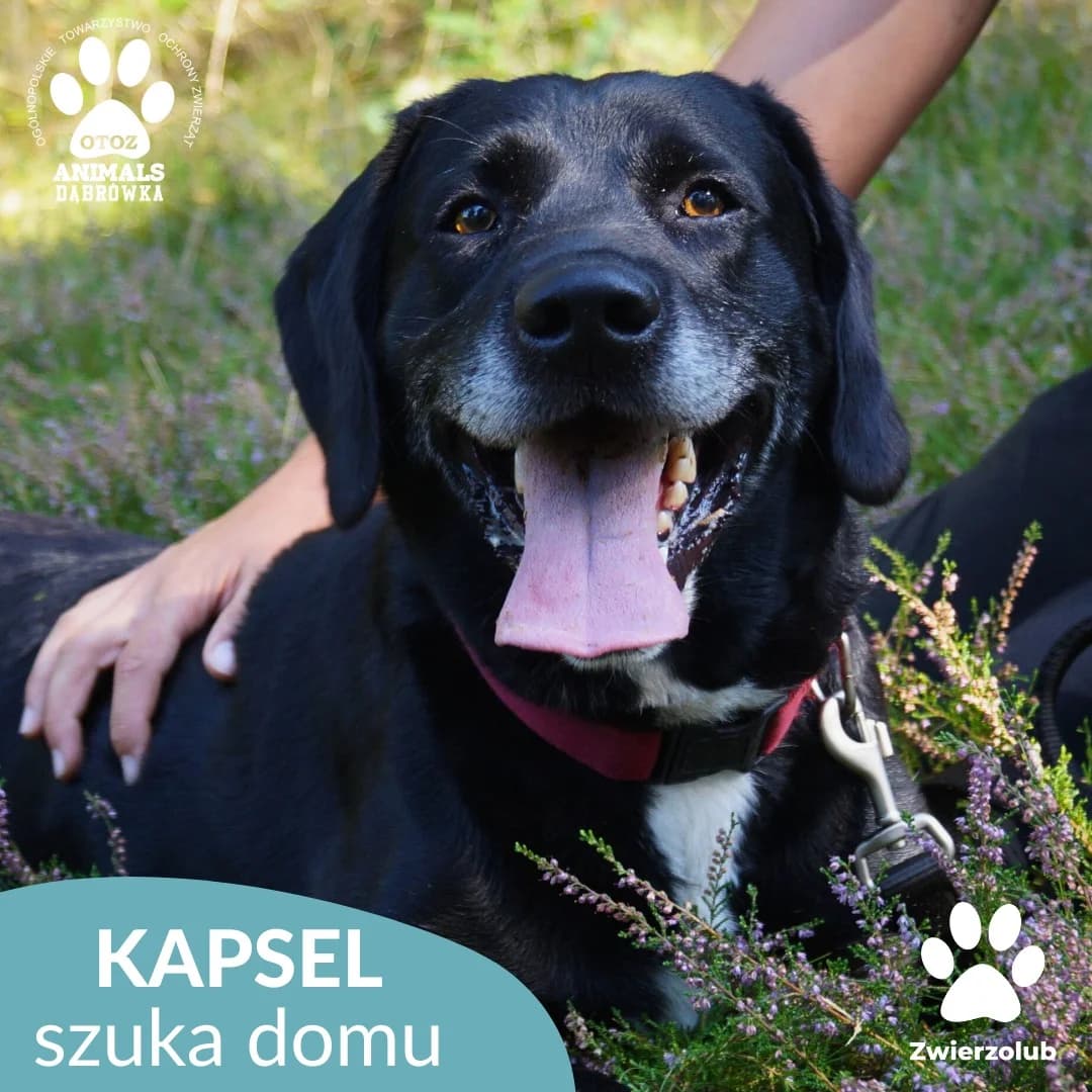 Kapsel, Mixed Breed (OTOZ Dabrowka)