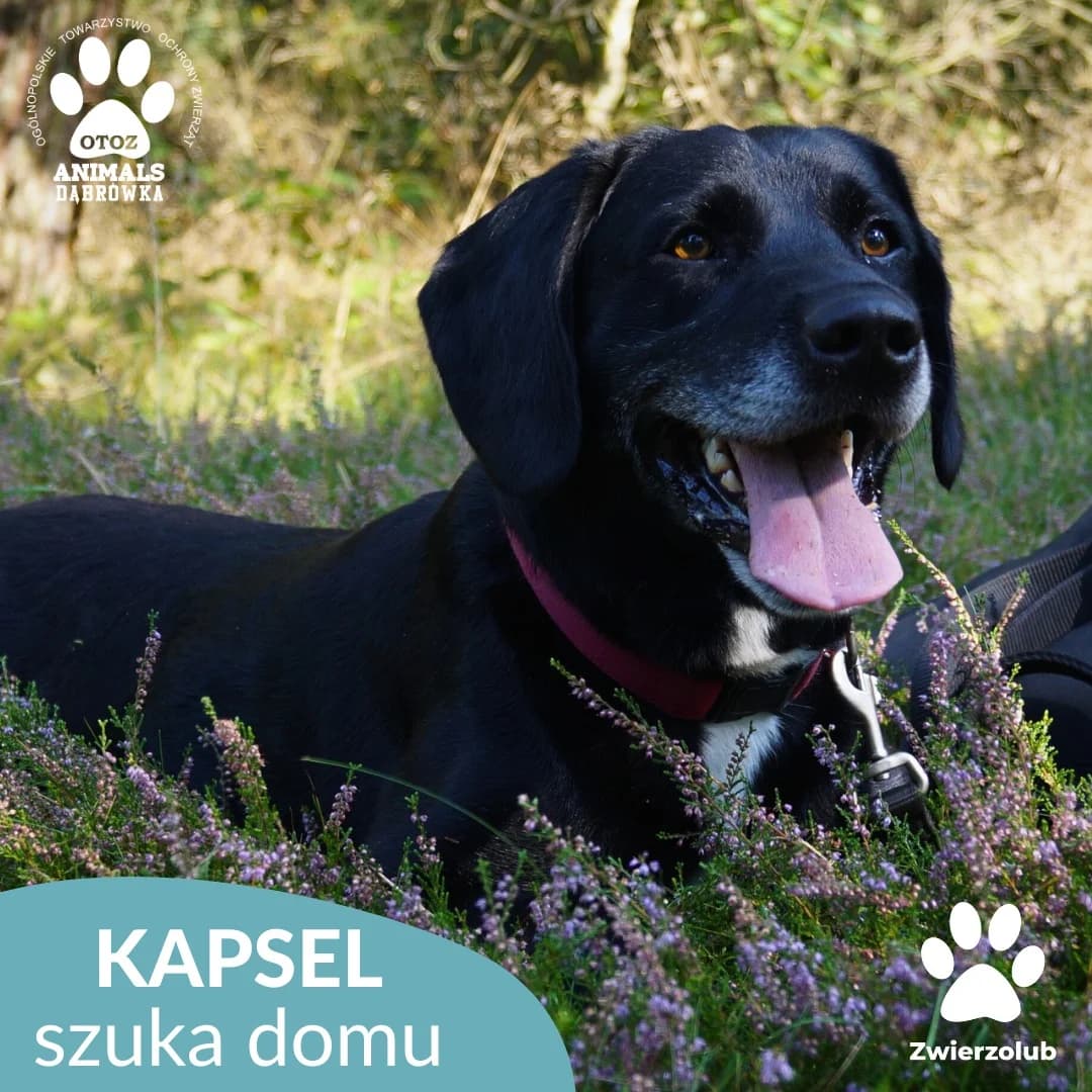 Kapsel,  Mixed Breed for adoption at OTOZ Dabrowka, Dąbrówka