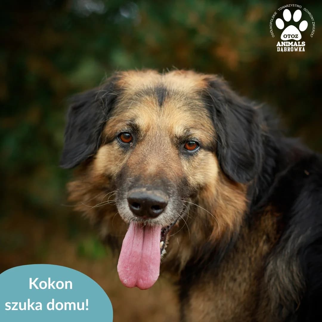 Kokon,  Mixed Breed for adoption at OTOZ Dabrowka, Dąbrówka