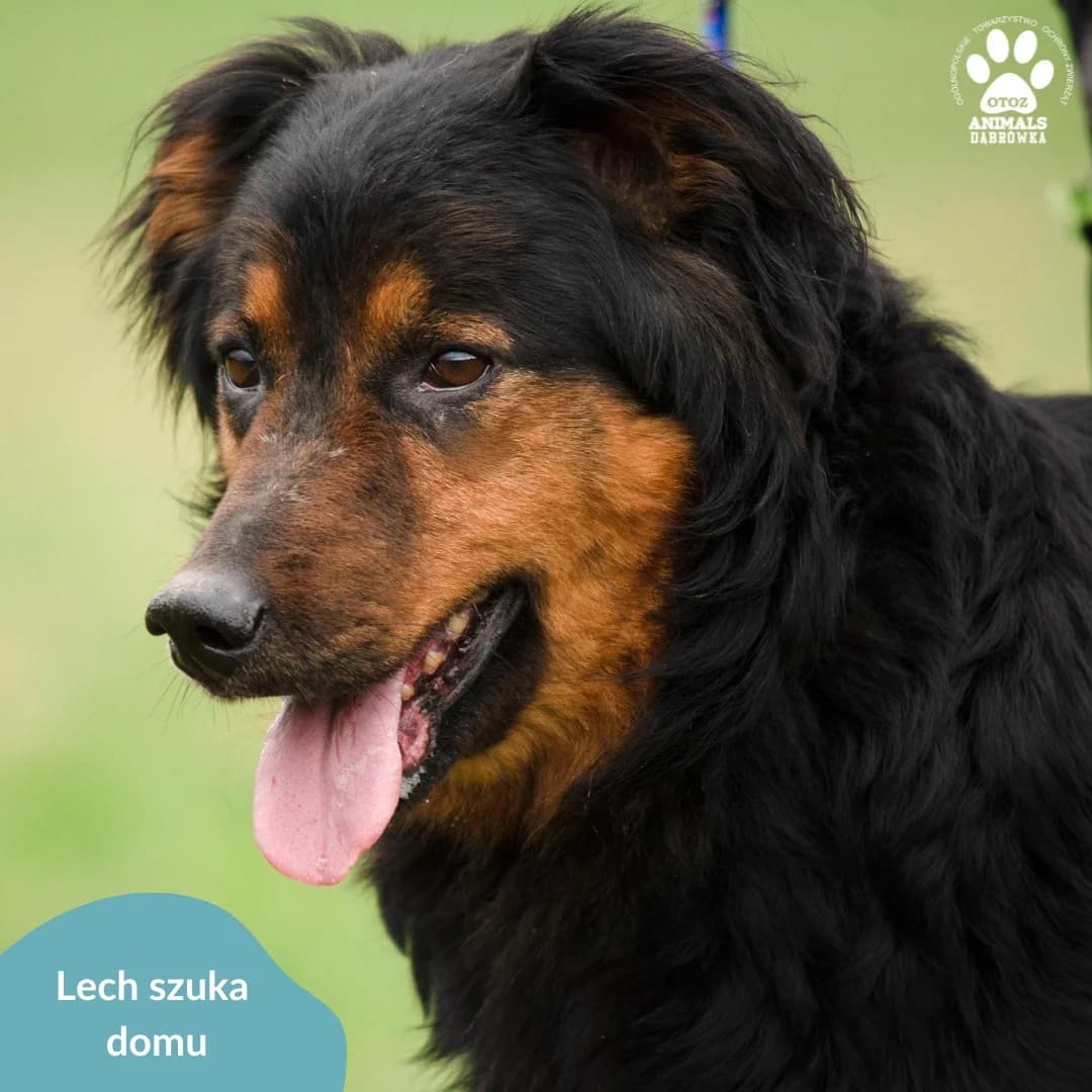 Schronisko dla zwierząt w Dąbrówce, male Mixed Breed for adoption at Schronisko dla Bezdomnych Zwierząt w Dąbrówce