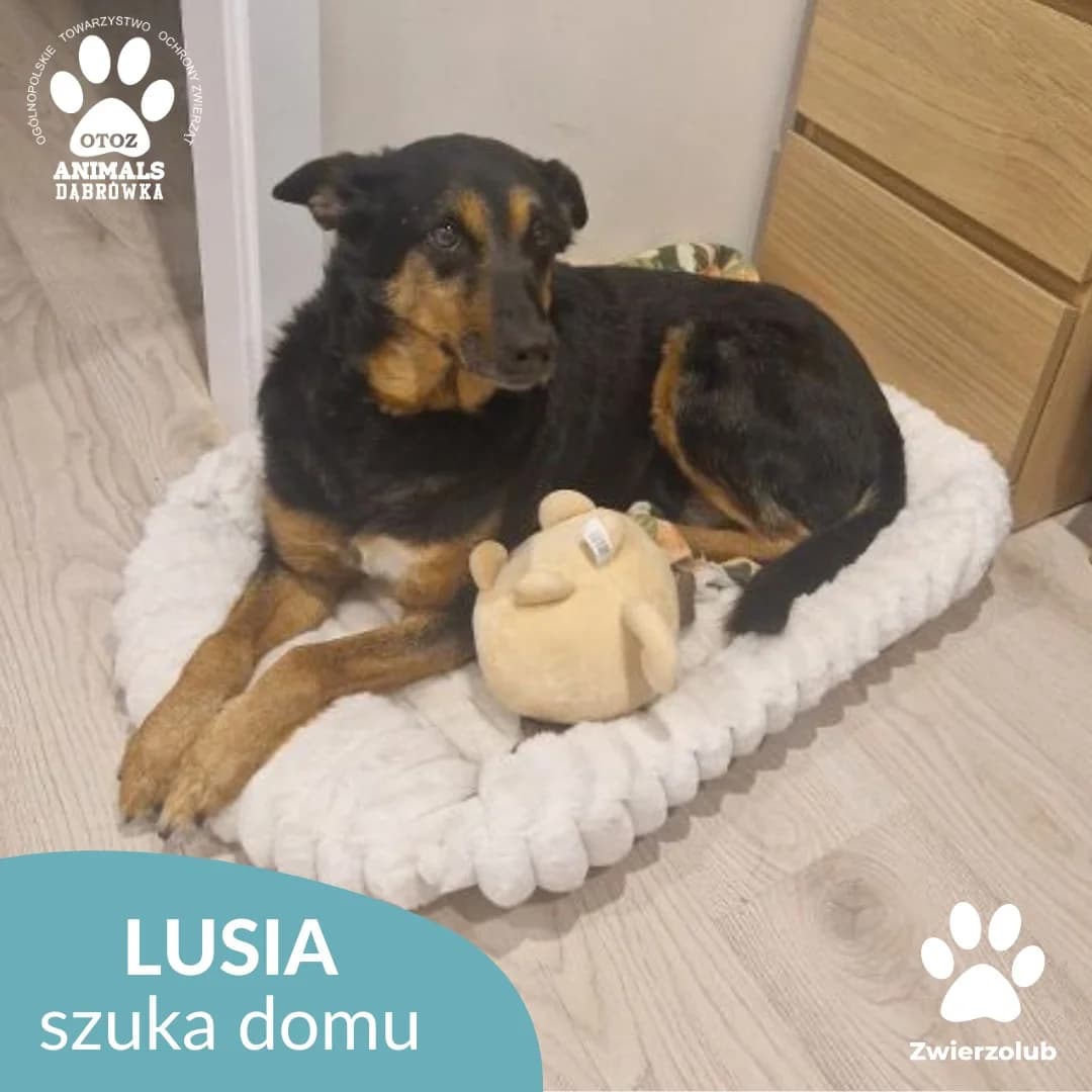 Lusia,  Mixed Breed for adoption at OTOZ Dabrowka, Dąbrówka