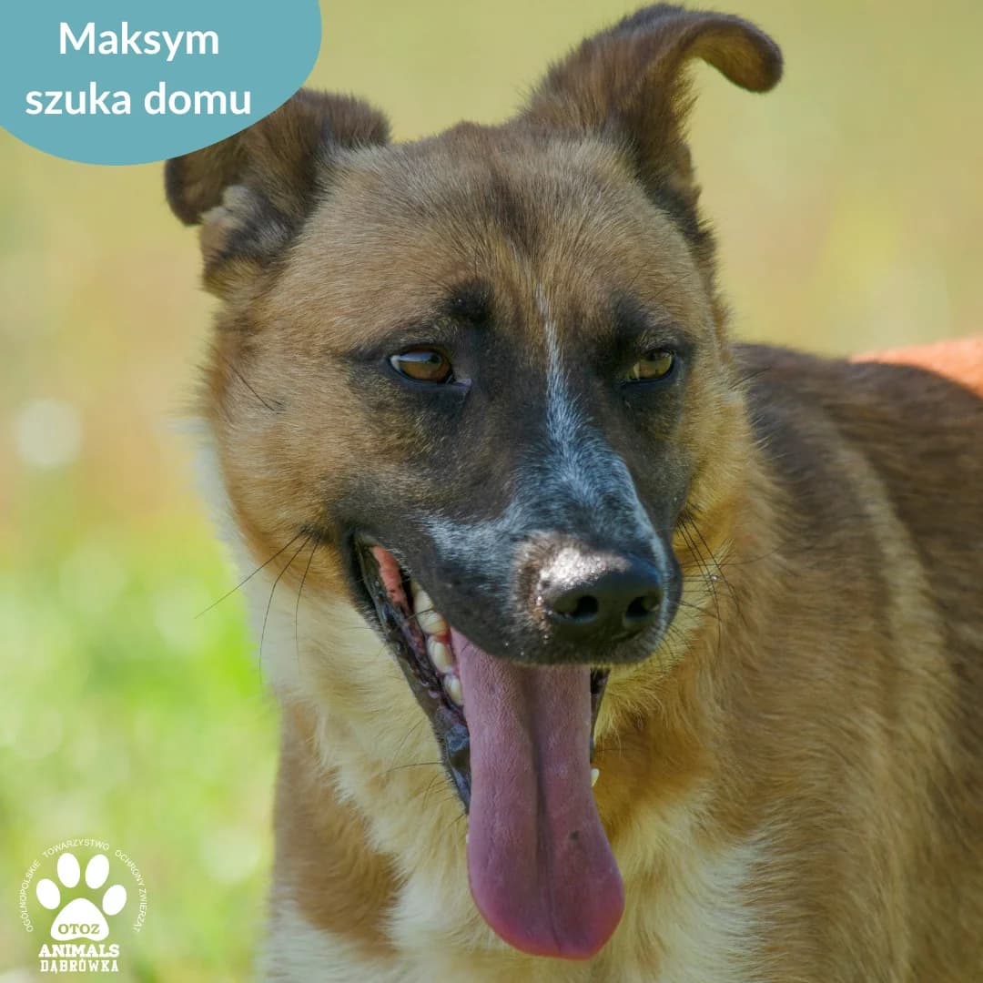 MAKSYM,  Mixed Breed for adoption at OTOZ Dabrowka, Dąbrówka