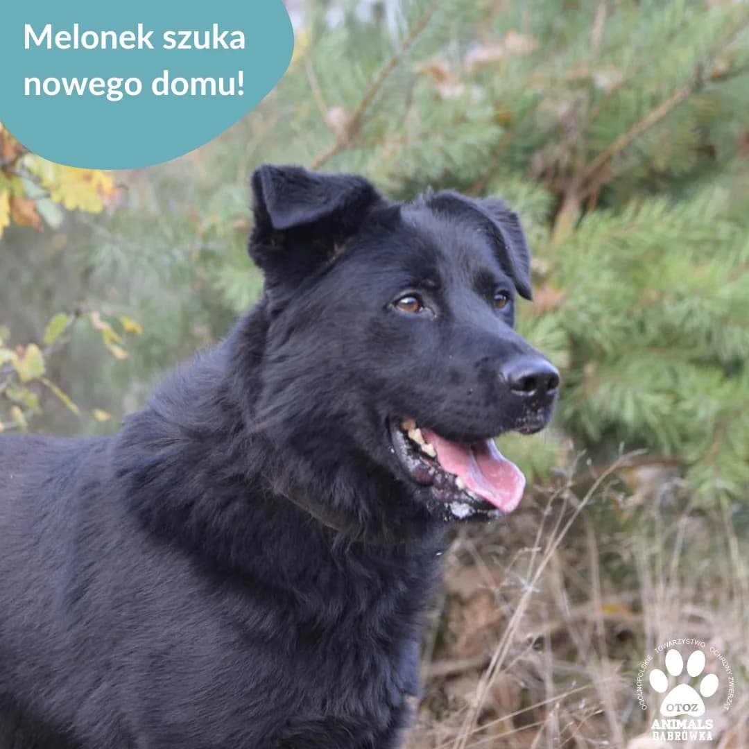 Schronisko dla zwierząt w Dąbrówce, male Mixed Breed for adoption at Schronisko dla Bezdomnych Zwierząt w Dąbrówce