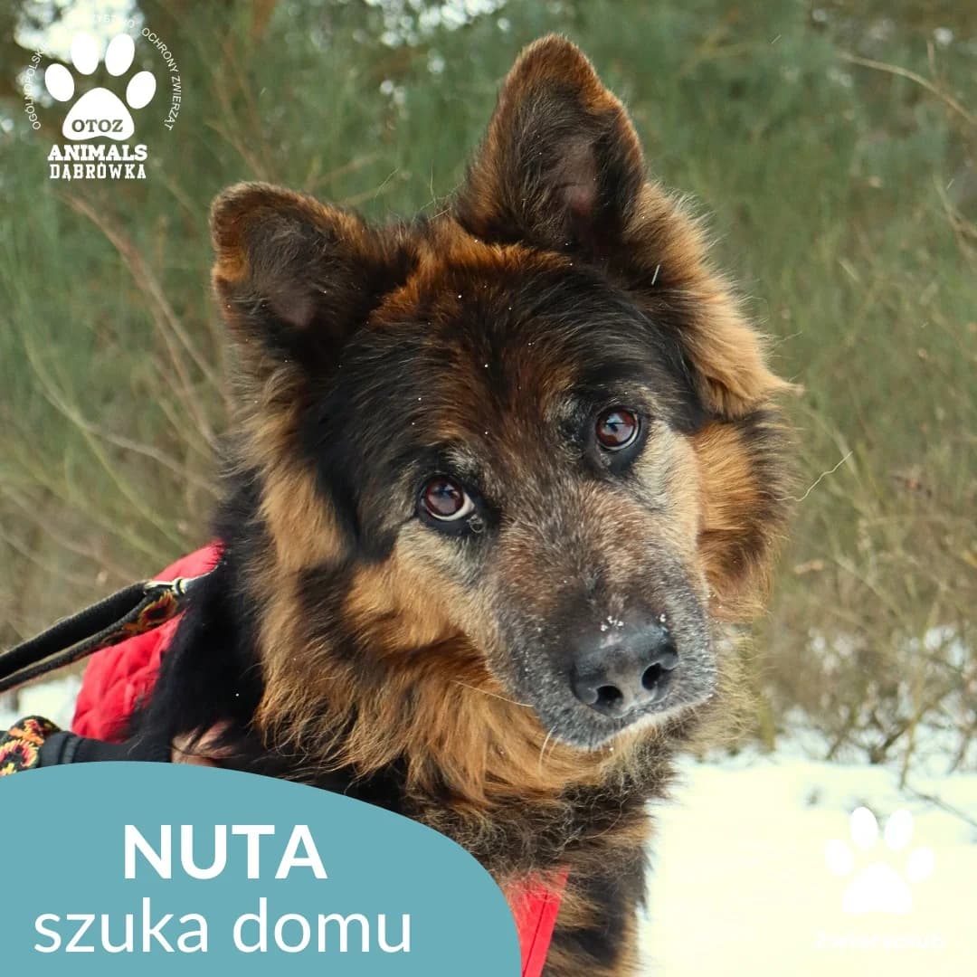 Schronisko dla zwierząt w Dąbrówce,  Mixed Breed for adoption at Schronisko dla Bezdomnych Zwierząt w Dąbrówce