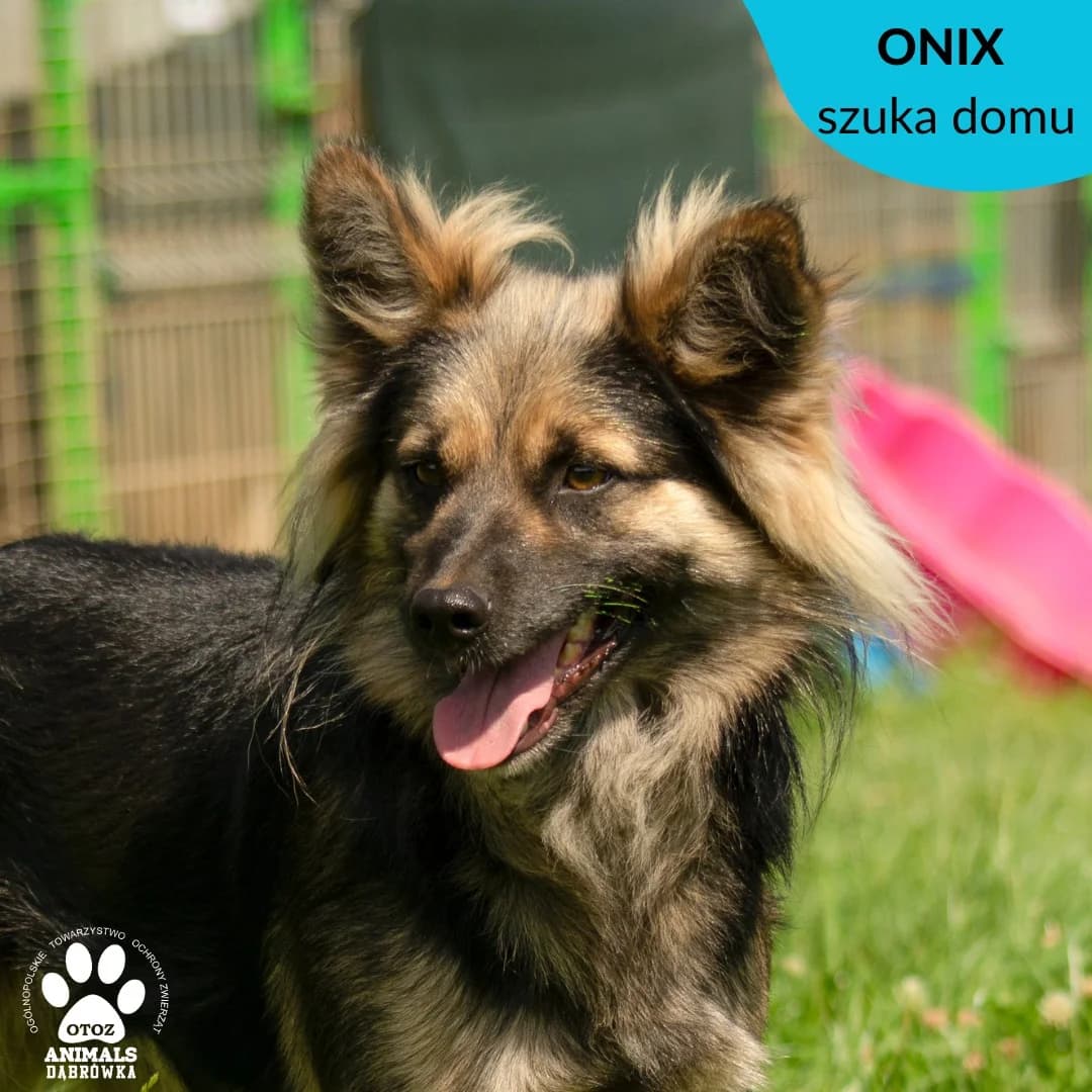 Schronisko dla zwierząt w Dąbrówce, male 5yo Mixed Breed for adoption at Schronisko dla Bezdomnych Zwierząt w Dąbrówce