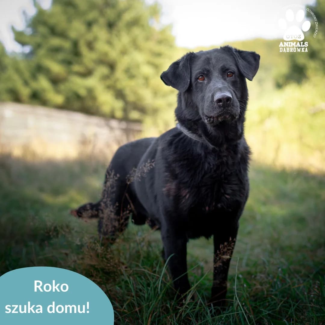 Roco,  Mixed Breed for adoption at OTOZ Dabrowka, Dąbrówka