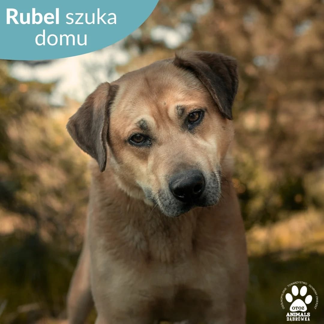 Schronisko dla zwierząt w Dąbrówce, male Mixed Breed for adoption at Schronisko dla Bezdomnych Zwierząt w Dąbrówce