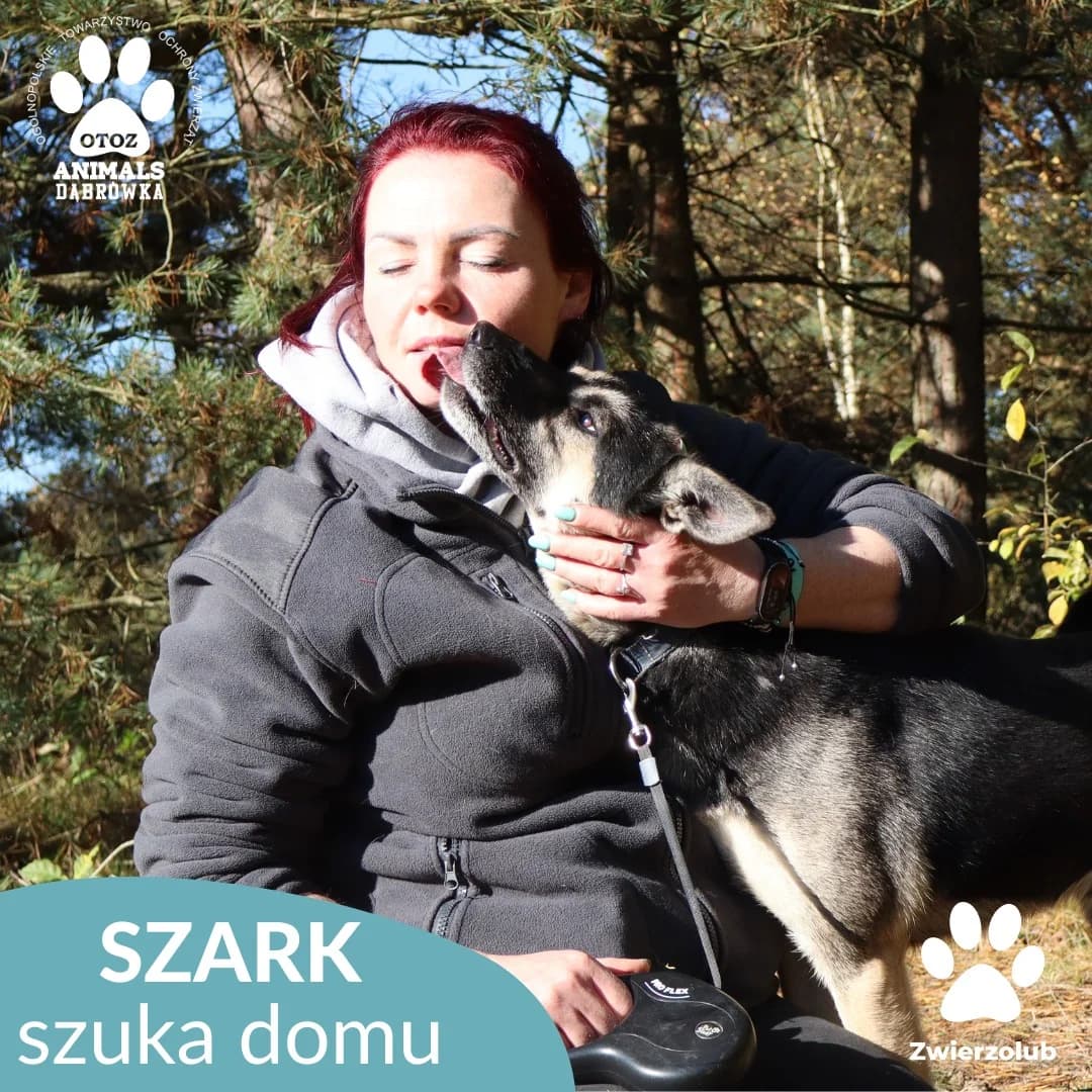 Szark, Mixed Breed (OTOZ Dabrowka)