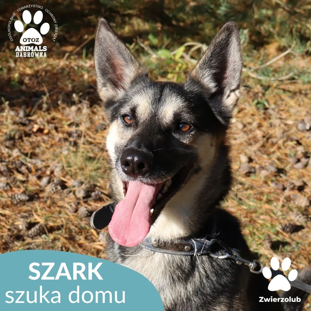 Szark,  Mixed Breed for adoption at OTOZ Dabrowka, Dąbrówka