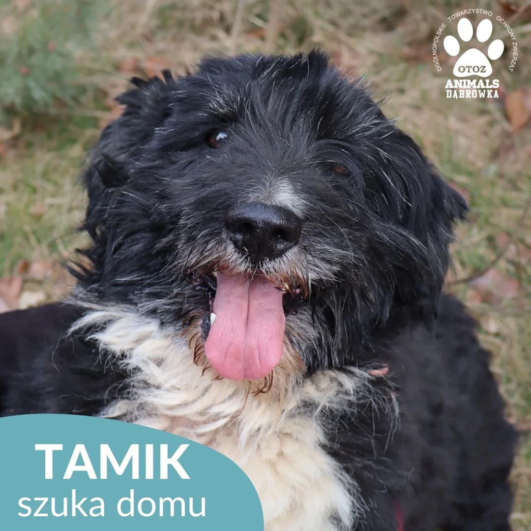 Tamik, Mixed Breed (OTOZ Dabrowka)