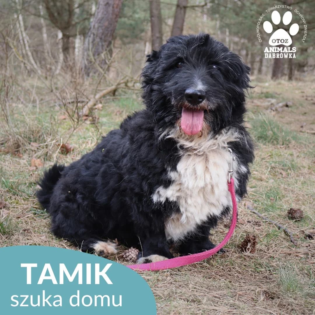 Tamik, Mixed Breed for adoption at OTOZ Dabrowka, Dąbrówka