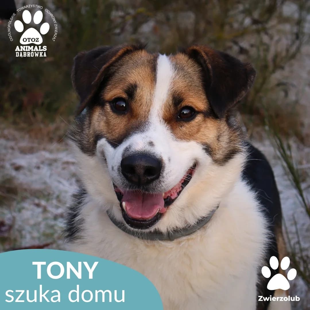 Schronisko dla zwierząt w Dąbrówce,  Mixed Breed for adoption at Schronisko dla Bezdomnych Zwierząt w Dąbrówce
