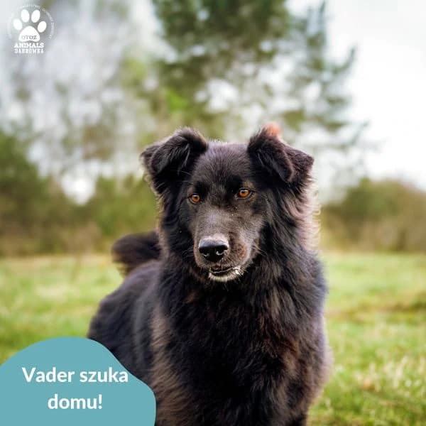 Schronisko dla zwierząt w Dąbrówce, male Mixed Breed for adoption at Schronisko dla Bezdomnych Zwierząt w Dąbrówce