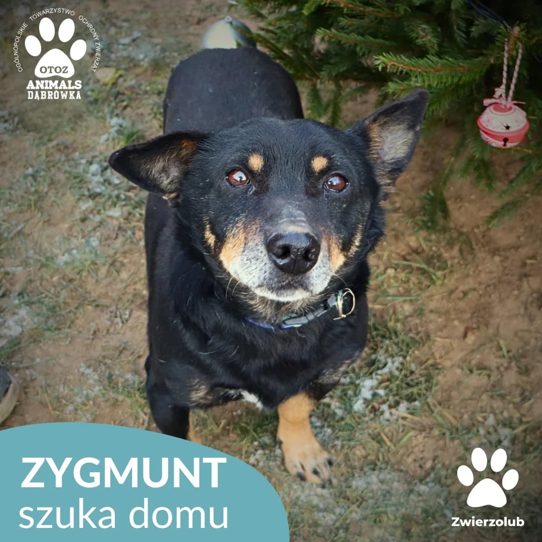 Schronisko dla zwierząt w Dąbrówce, male Mixed Breed for adoption at Schronisko dla Bezdomnych Zwierząt w Dąbrówce