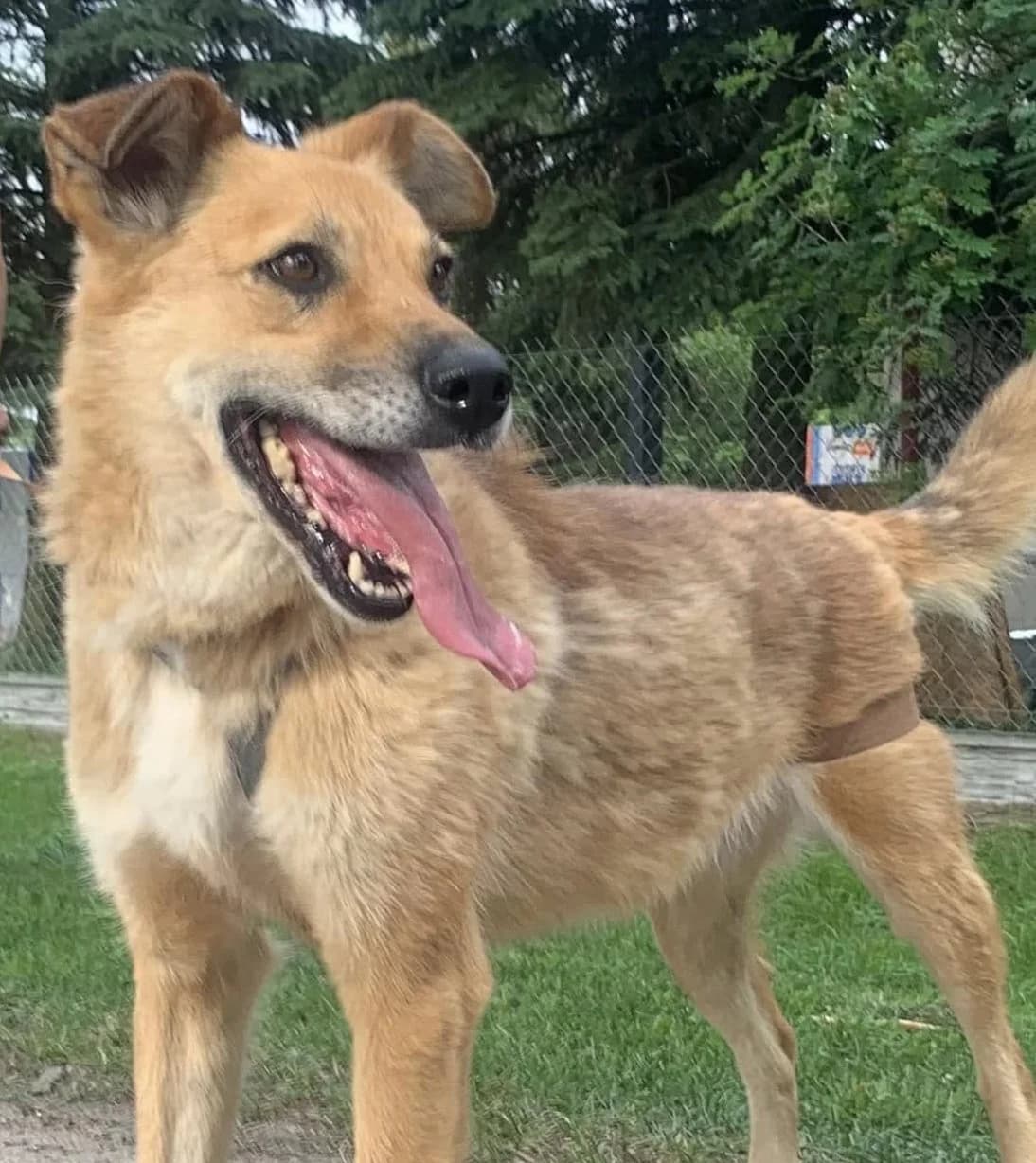 Kanil, male senior Mixed Breed for adoption at Schronisko dla Zwierząt Ciechanów