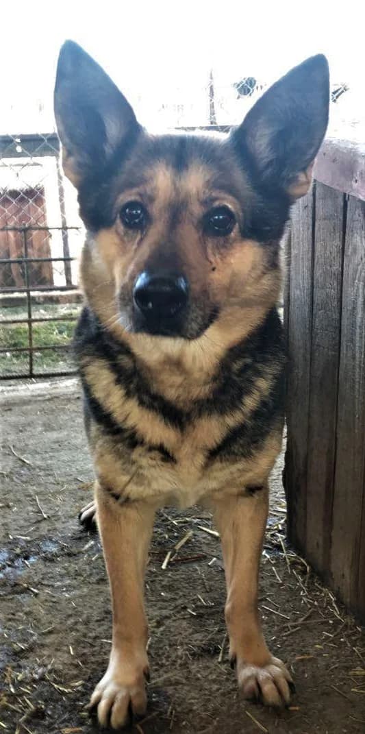 Celina, female senior Mixed Breed for adoption at Schronisko dla Zwierząt Ciechanów