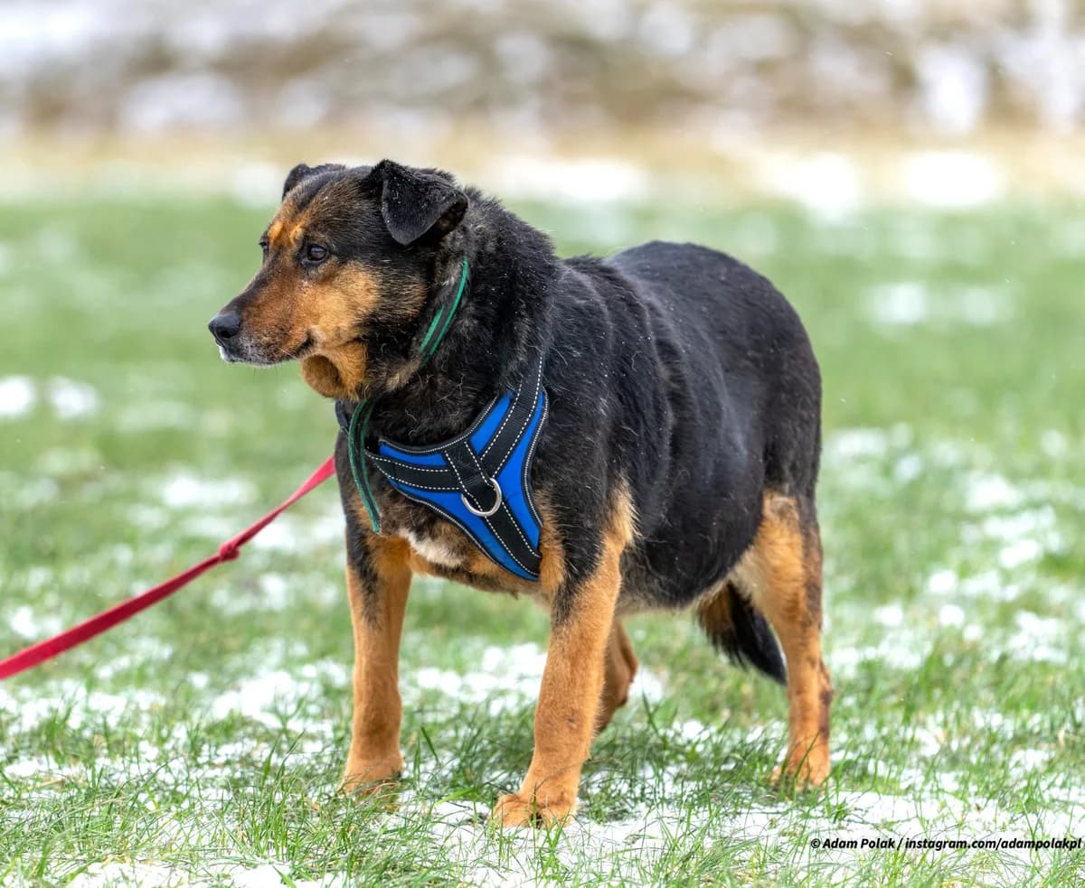 Osika, female senior Mixed Breed for adoption at Schronisko dla Zwierząt Ciechanów