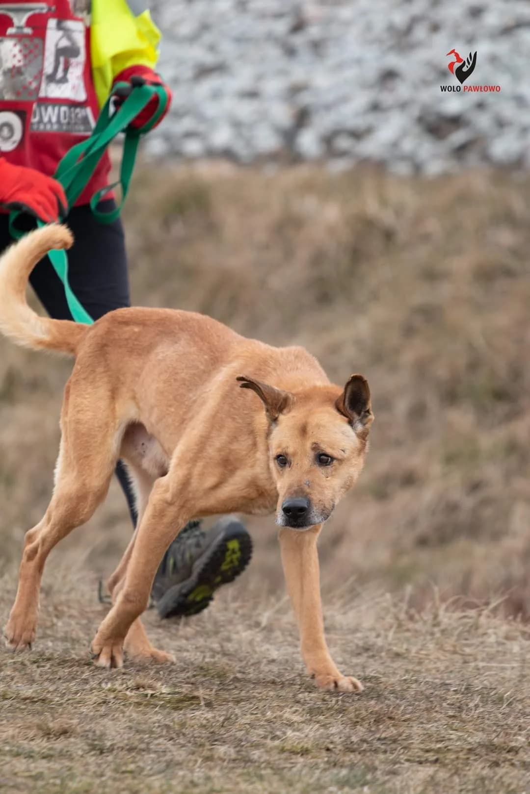 Piętol, male senior Mixed Breed for adoption at Schronisko dla Zwierząt Ciechanów
