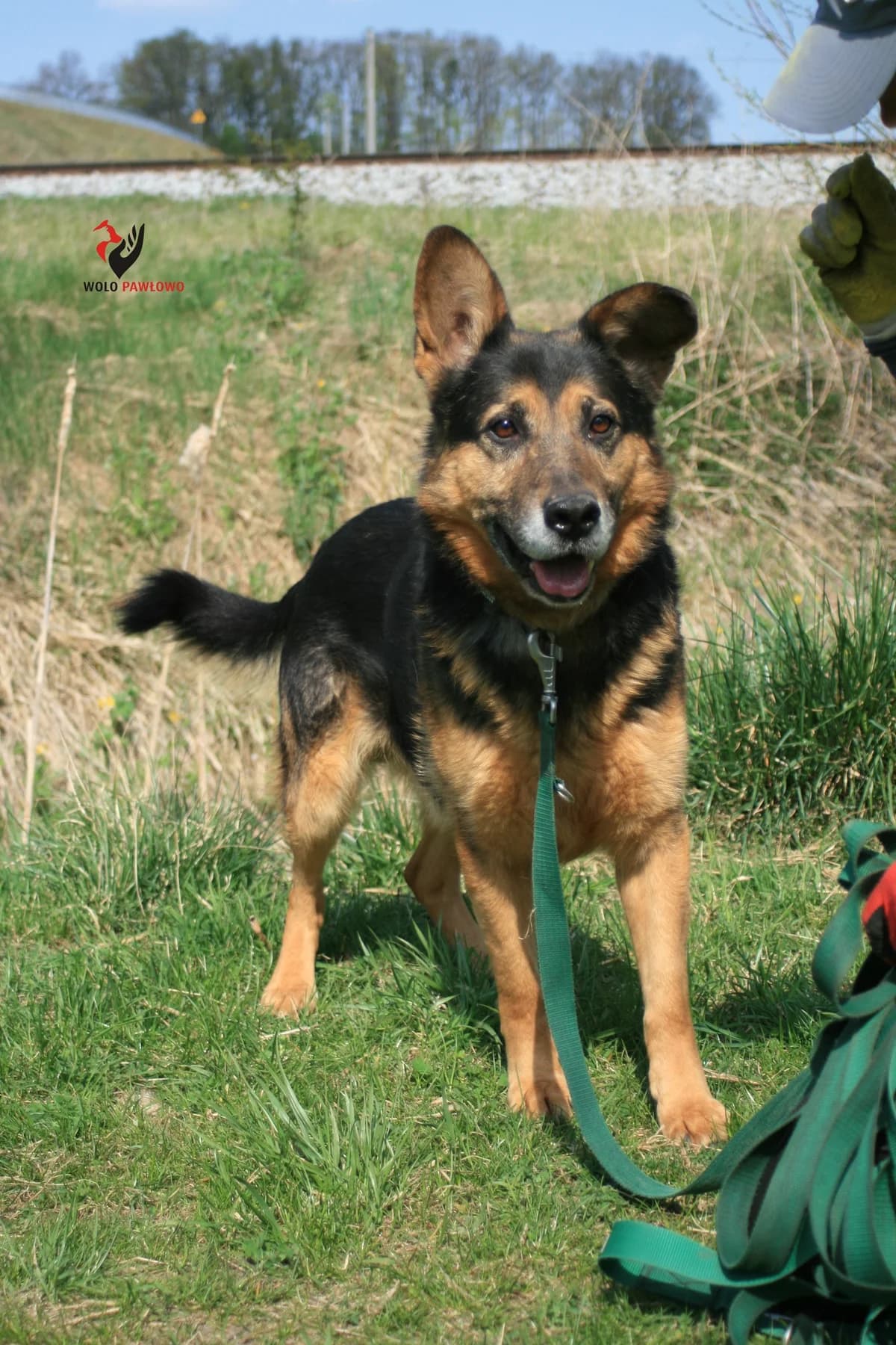 Cywil, male senior Mixed Breed for adoption at Schronisko dla Zwierząt Ciechanów