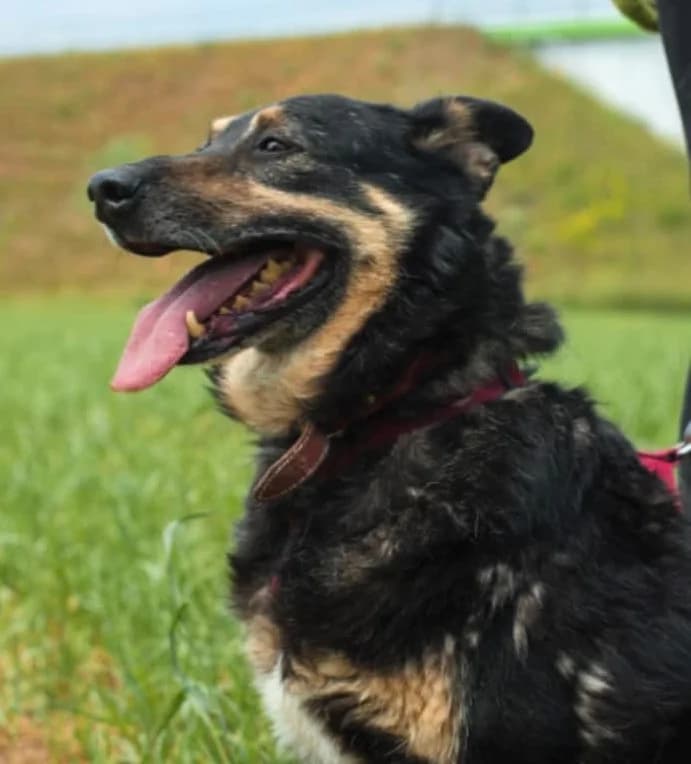 Predo, male senior Mixed Breed for adoption at Schronisko dla Zwierząt Ciechanów