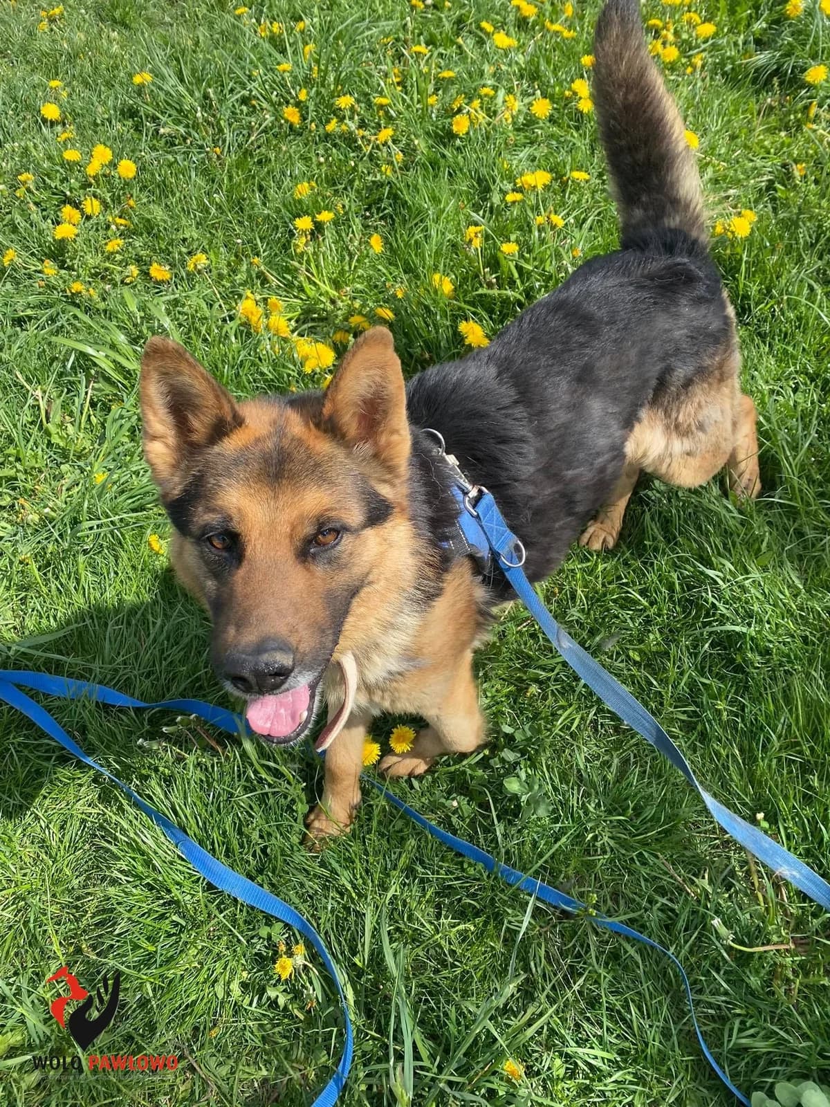 Oster, male 7yo Mixed Breed for adoption at Schronisko dla Zwierząt Ciechanów