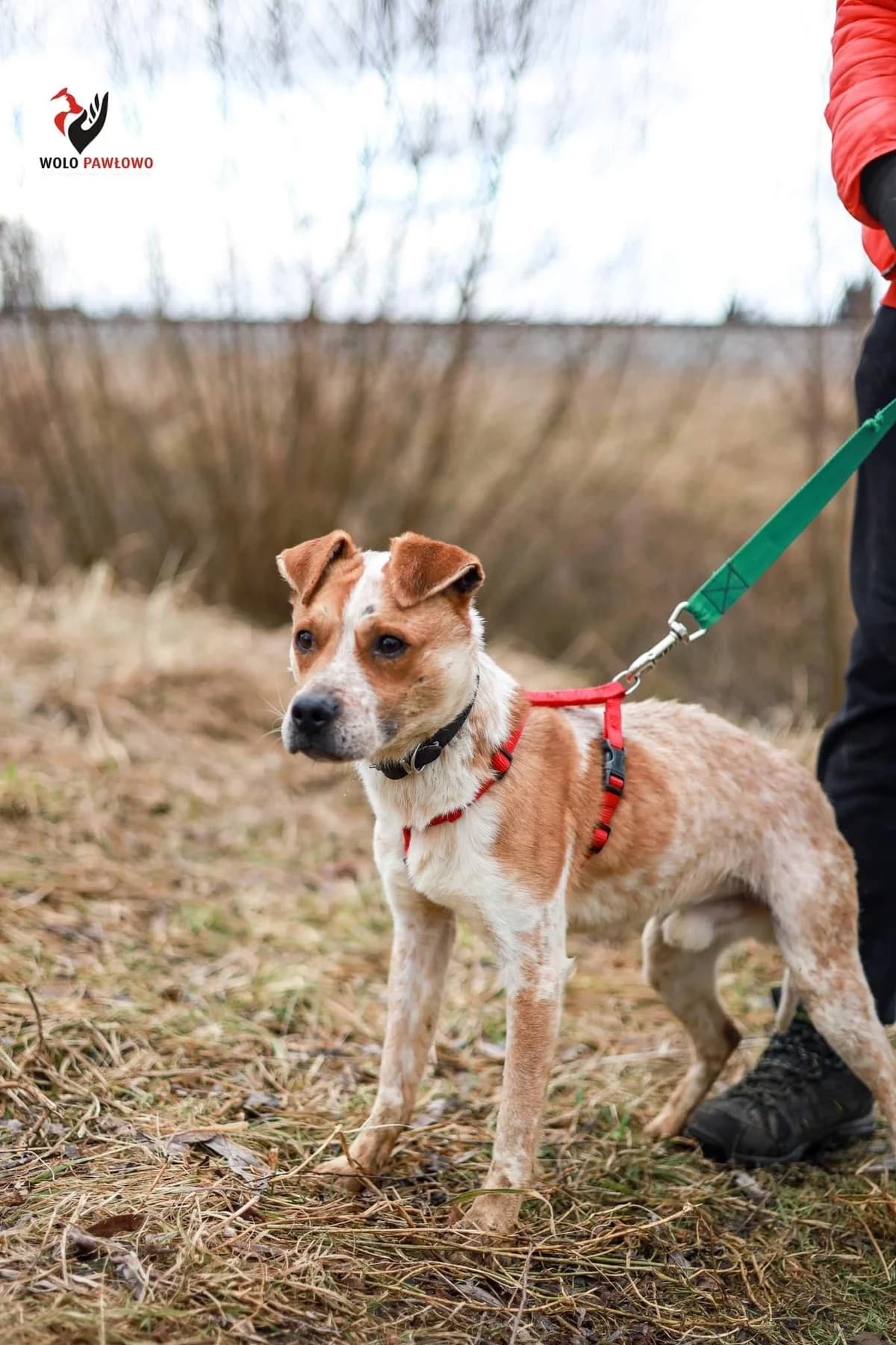Kryzys, male 6yo Mixed Breed for adoption at Schronisko dla Zwierząt Ciechanów