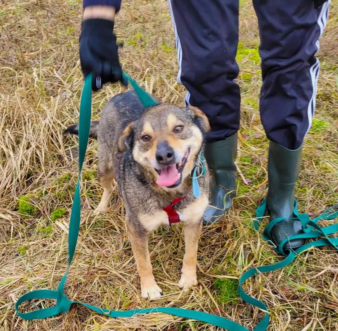 Margo, Mixed Breed (Schronisko dla Zwierząt Ciechanów)