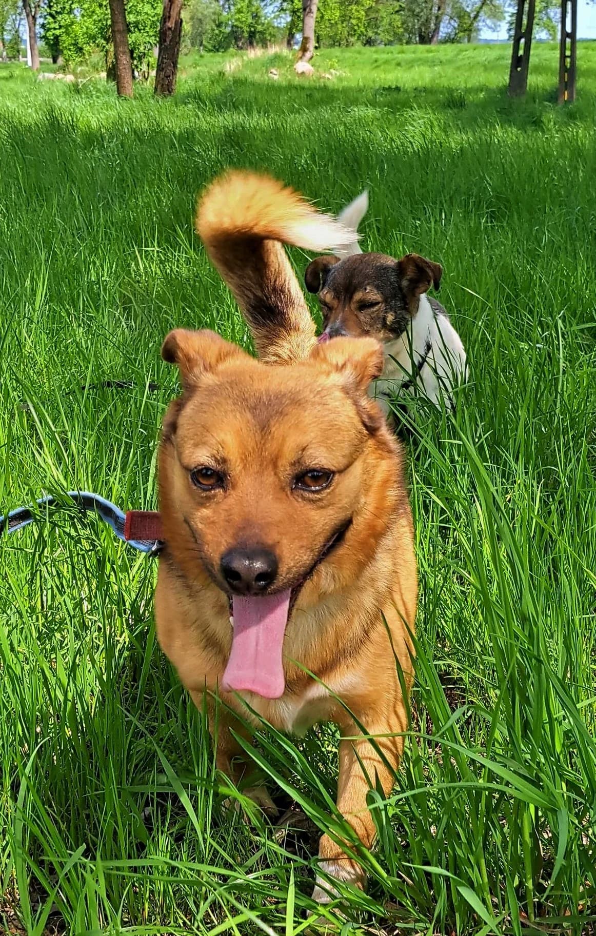 Gallus, male 6yo Mixed Breed for adoption at Schronisko dla Zwierząt Ciechanów