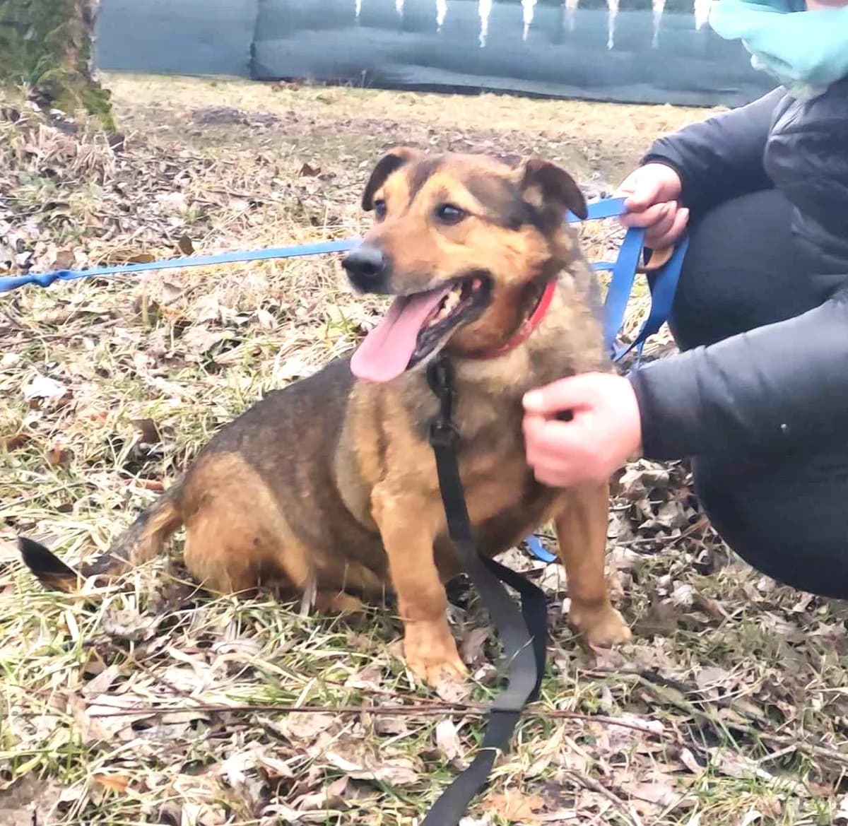 Cerber, male senior Mixed Breed for adoption at Schronisko dla Zwierząt Ciechanów