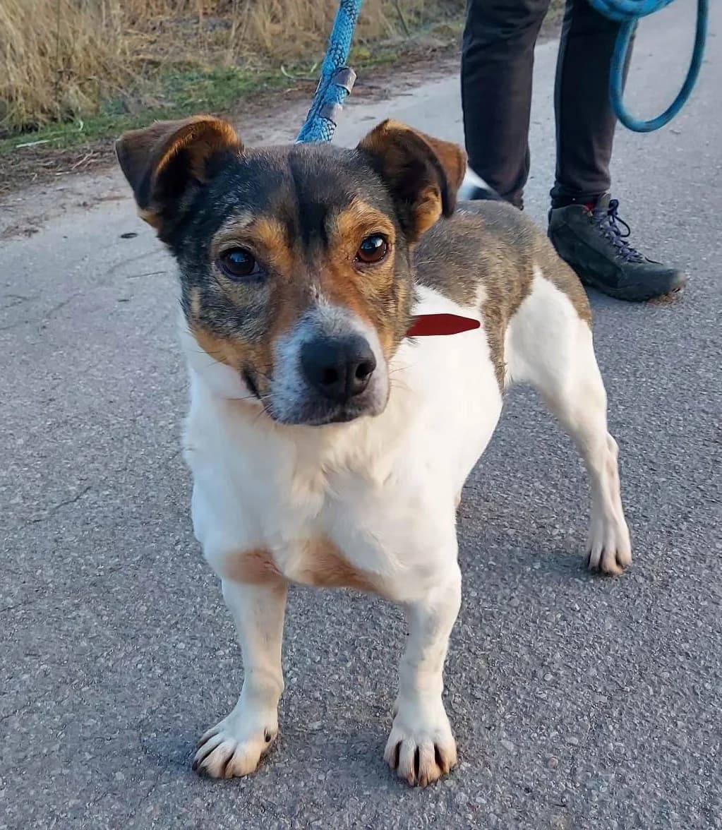 Osman, male senior Mixed Breed for adoption at Schronisko dla Zwierząt Ciechanów