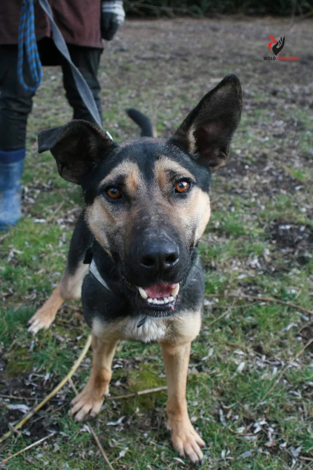 Serwus, male 5yo Mixed Breed for adoption at Schronisko dla Zwierząt Ciechanów