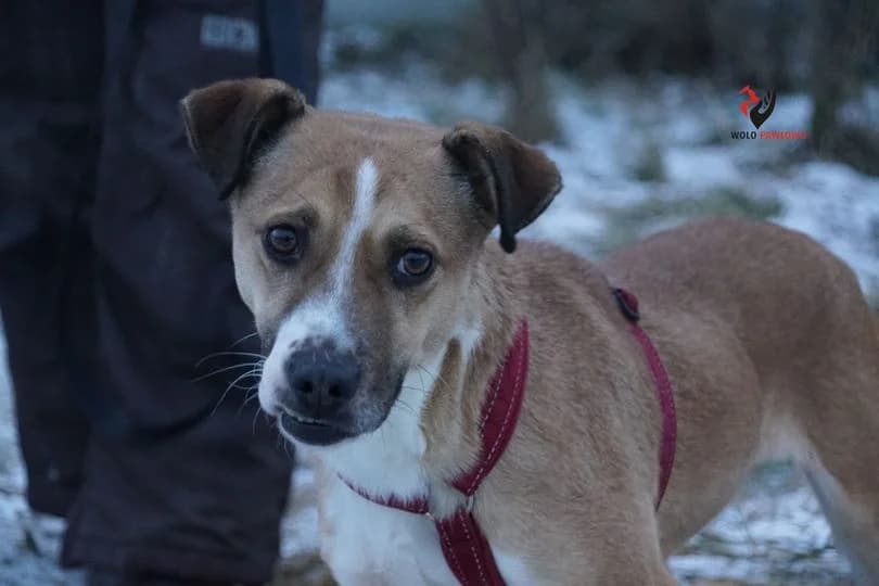 Oskan, male 7yo Mixed Breed for adoption at Schronisko dla Zwierząt Ciechanów