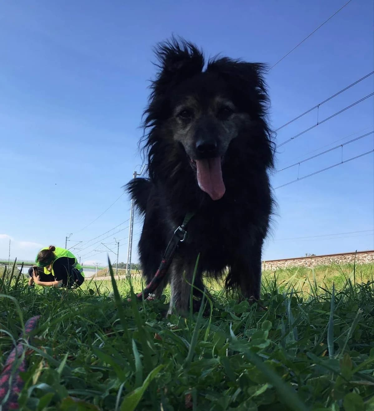Miszon, male senior Mixed Breed for adoption at Schronisko dla Zwierząt Ciechanów