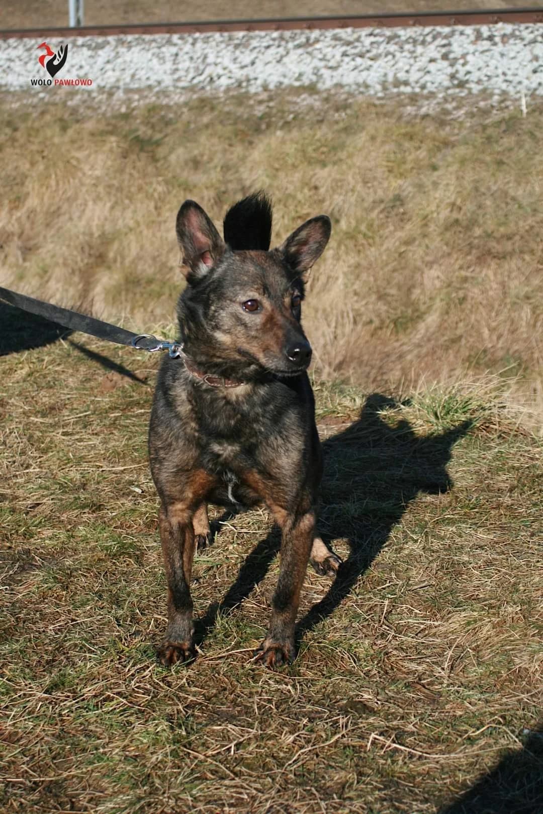 Kaprys, male 6yo Mixed Breed for adoption at Schronisko dla Zwierząt Ciechanów