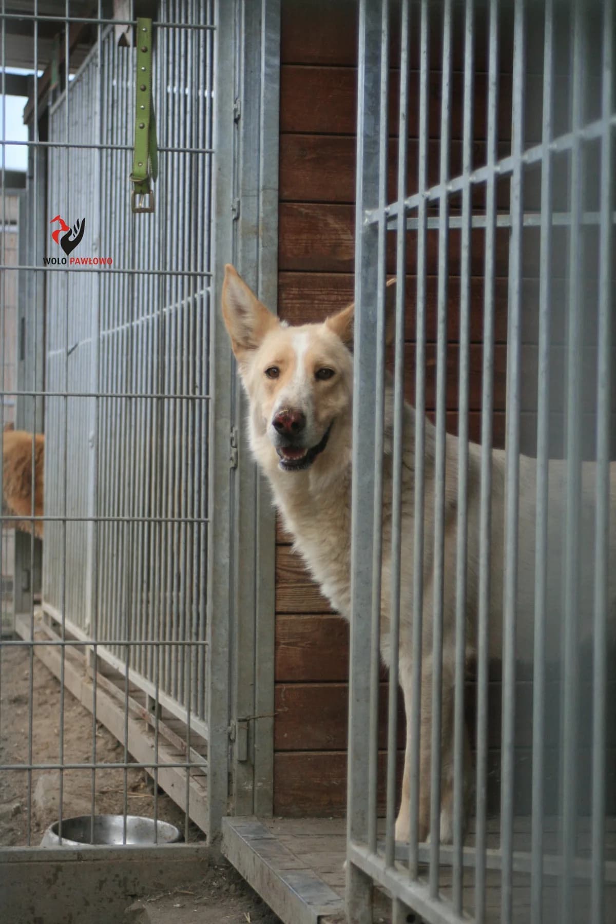 Mesaja, Mixed Breed (Schronisko dla Zwierząt Ciechanów)