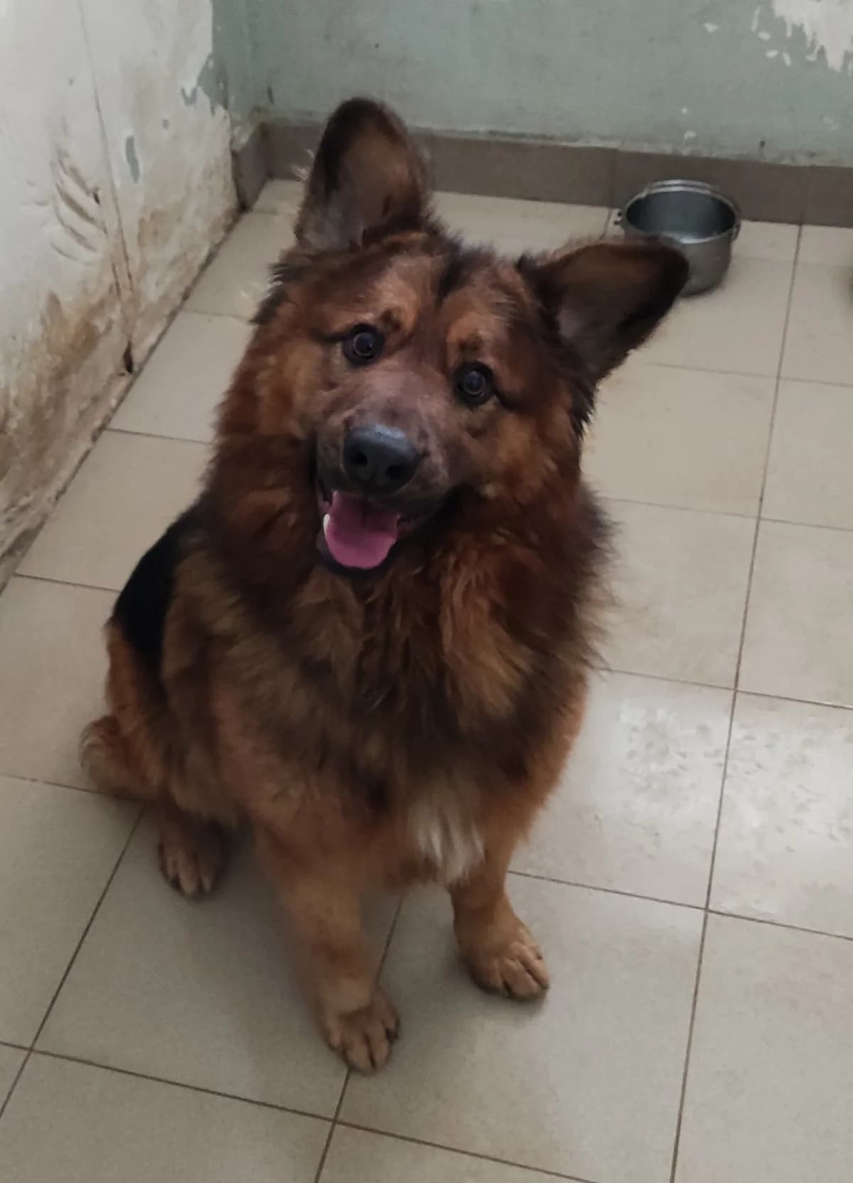 Syndyk, male 5yo Mixed Breed for adoption at Schronisko dla Zwierząt Ciechanów