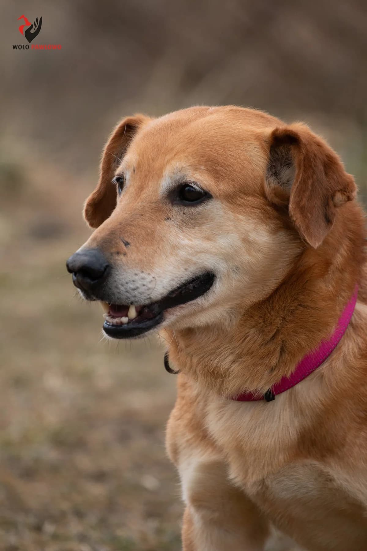 Rumi, male senior Mixed Breed for adoption at Schronisko dla Zwierząt Ciechanów