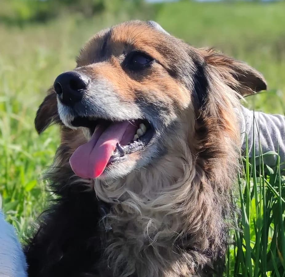 Kuczi, male 7yo Mixed Breed for adoption at Schronisko dla Zwierząt Ciechanów
