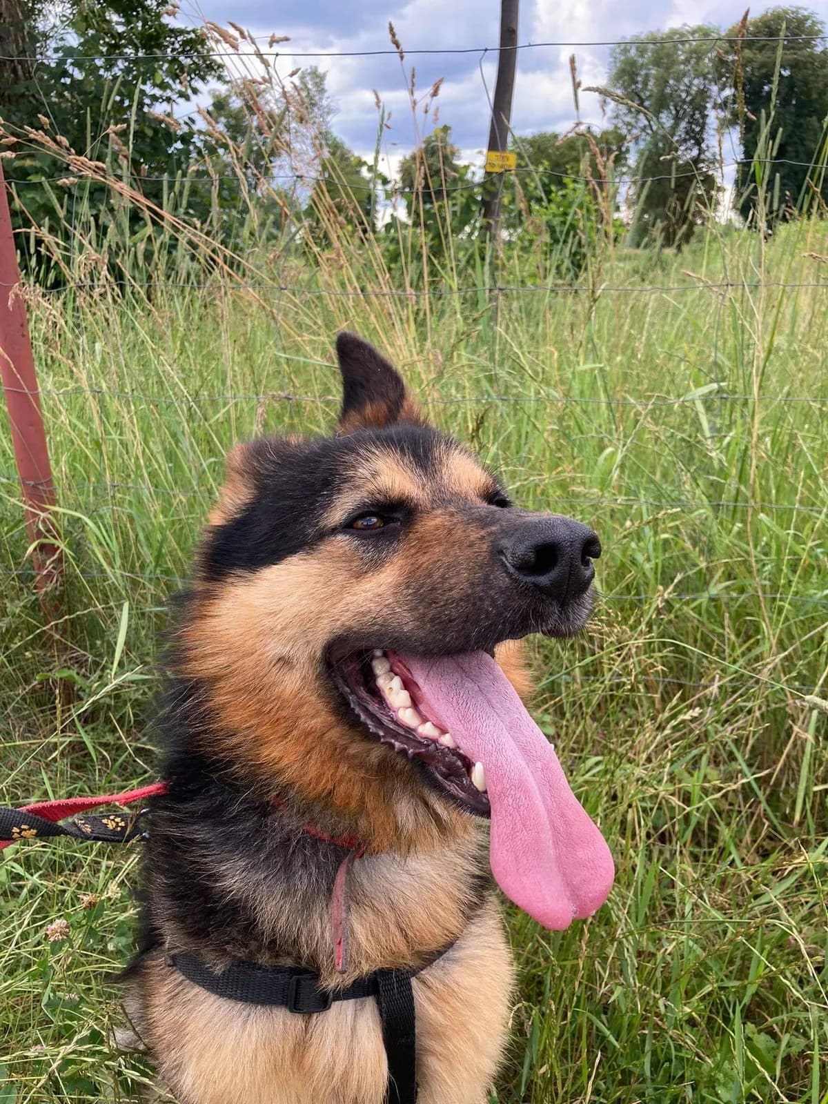Orbit, male 6yo Mixed Breed for adoption at Schronisko dla Zwierząt Ciechanów