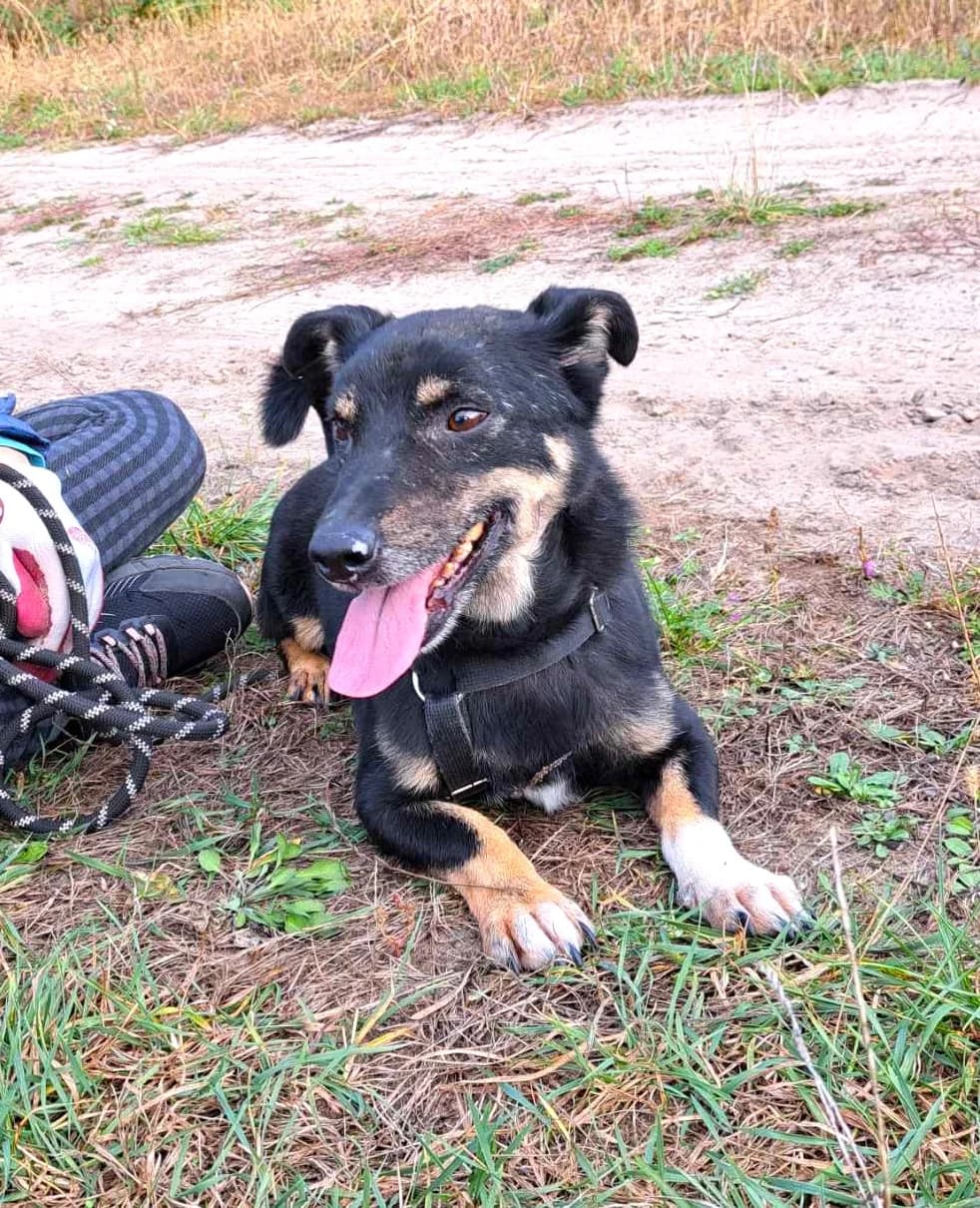 Szwejk, Mixed Breed (Schronisko dla Zwierząt Ciechanów)