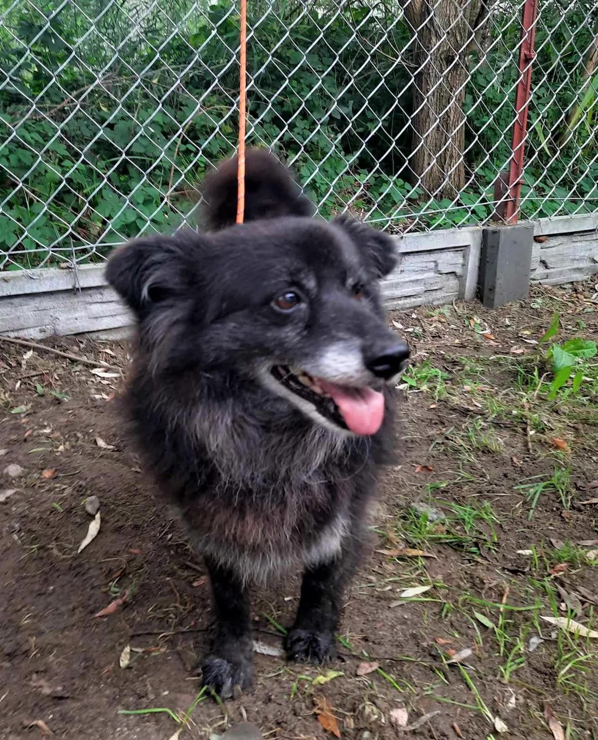 Spamik, Mixed Breed (Schronisko dla Zwierząt Ciechanów)