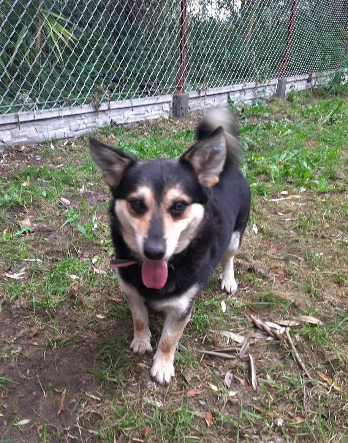 Sumik, male 6yo Mixed Breed for adoption at Schronisko dla Zwierząt Ciechanów
