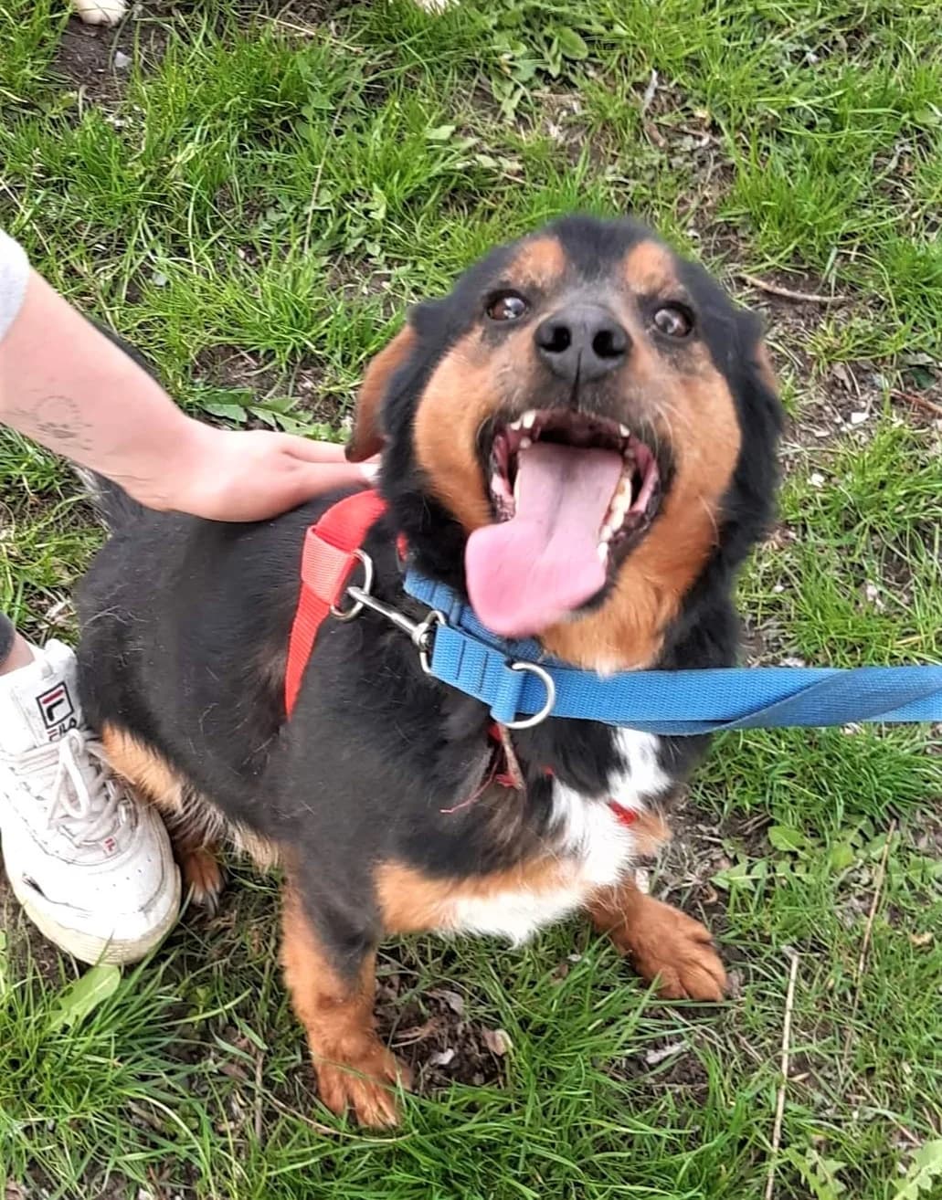 Optyk, Mixed Breed (Schronisko dla Zwierząt Ciechanów)