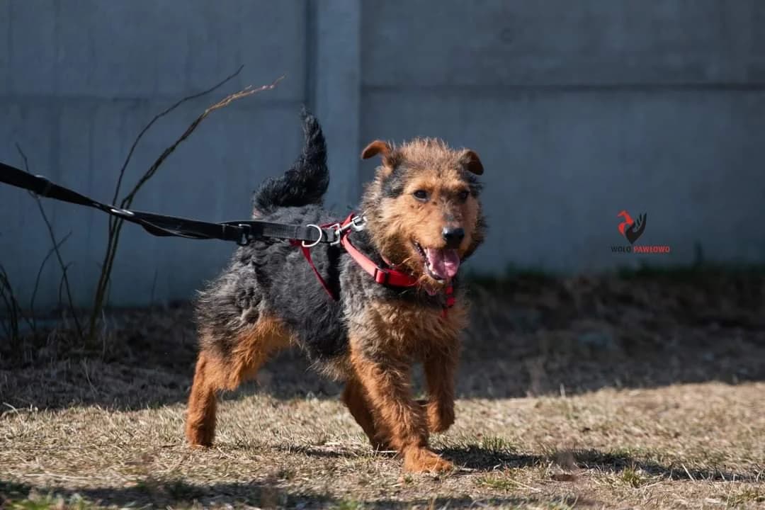 Olaf, male 6yo Mixed Breed for adoption at Schronisko dla Zwierząt Ciechanów