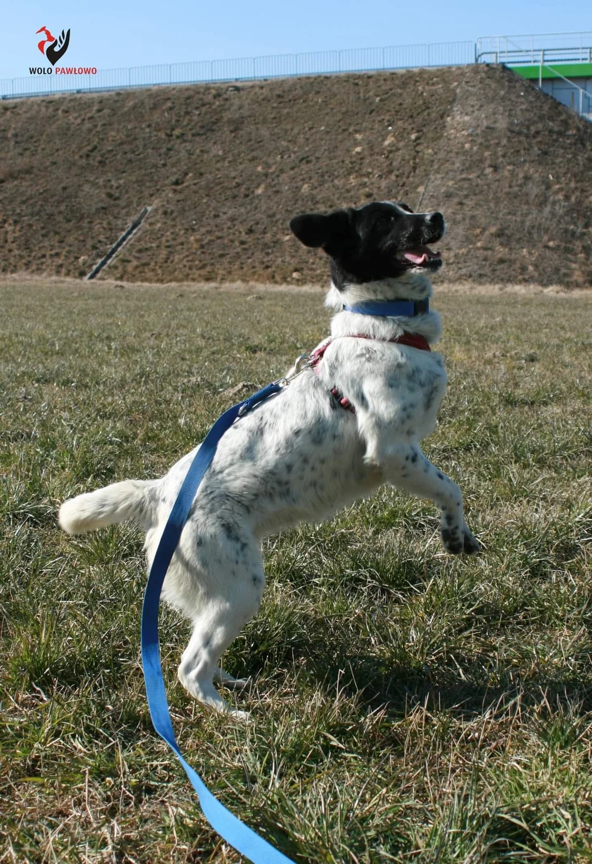 Pollena, female 4yo Mixed Breed for adoption at Schronisko dla Zwierząt Ciechanów